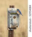 Bluebird inside and outside nesting box