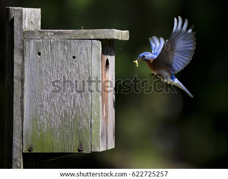 Bluebird Male with Grub Flies to Nesting Box in Spring - Beautiful bird captured in flight. 