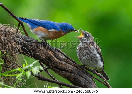 Bluebird Parent Feeding Juvenile fledgling