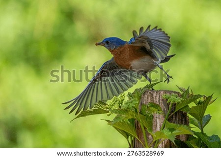 A bluebird spreads its wings while preparing to fly in nature.