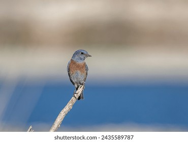 Bluebirds perched on a stick. Bluebirds are a North American group of medium-sized, mostly insectivorous or omnivorous birds in the order of Passerines in the genus Sialia of the thrush family.  - Powered by Shutterstock