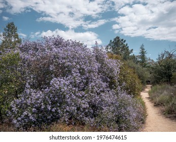 Blueblossom In Echo Mountain, Altadena