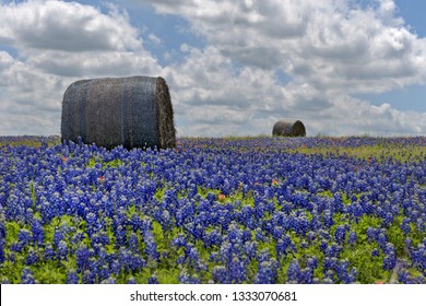 Bluebonnet Field With Hay Bales, Texas, USA Texas Pride