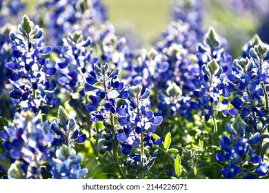 Bluebonnet field at sunset in Temple, Texas