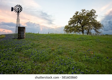 Bluebonnet Field With Windmill At Sunset West Texas