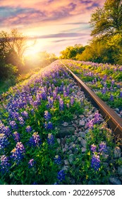 Bluebonnet flowers on railway track