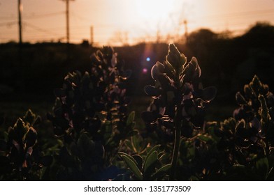 Bluebonnet Flowers At Sunset