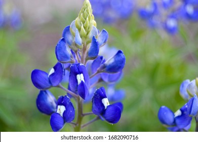 Bluebonnet Patch In Central Texas