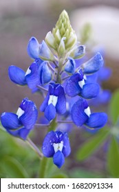 Bluebonnet Patch In Central Texas