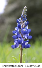 Bluebonnet, State Flower Of Texas