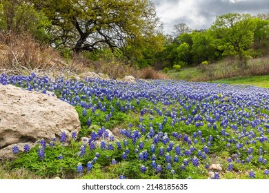 Bluebonnet wildflowers in the Texas hill country - Shutterstock ID 2148185635