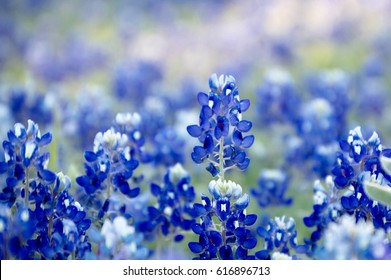 Bluebonnets