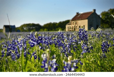 Bluebonnets in the foreground with two barnd in soft focus in the background