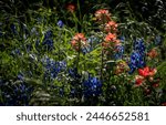 Bluebonnets and Indian paintbrush along Texas Highway