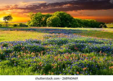 Bluebonnets and Indian paintbrushes in late afternoon light