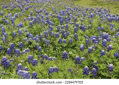 Bluebonnets In Louisiana By Fishing Camp