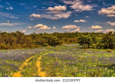 Bluebonnets on a ranch in Texas Hill Country - Shutterstock ID 2121393797