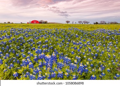 Bluebonnets And Red Barn In Washington County - Chappell Hill - Brenham - Texas