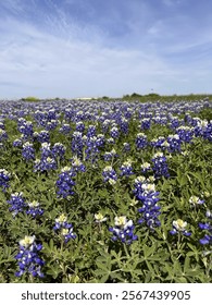 Bluebonnets and spring in Texas