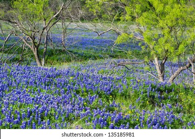 Bluebonnets, The State Flower Of Texas, Blooming In The Spring