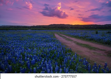 Bluebonnets In The Texas Hill Country