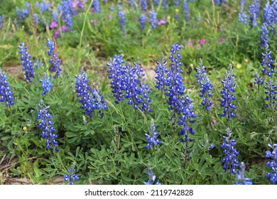 Bluebonnets - The Texas State Flower In It's Natural Setting On A Quiet Ranch In South Texas.