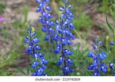 Bluebonnets - The Texas State Flower In It's Natural Setting On A Quiet Ranch In South Texas.