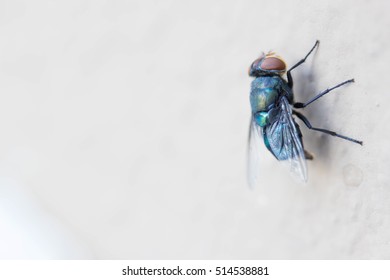 bluebottle