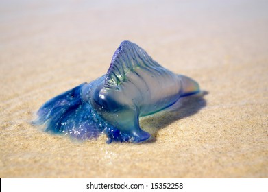 509 Bluebottle jellyfish Images, Stock Photos & Vectors | Shutterstock