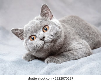 BlueBritish Shorthair Cat Kitten Stage (Cat in a neutral colored background)