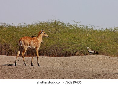 Bluebull Antelope Fawn With Short Toed Snake Eagle On Mound At Black Buck National Park, Bhavnagar, Gujarat, India 