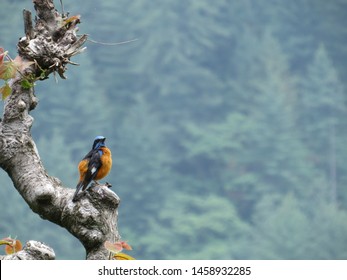 Blue-Capped Rock Thrush Wildlife Photography