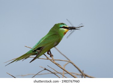 Blue-cheeked bee-eater with dragonfly at Asker marsh, Bahrain