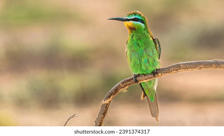 The blue-cheeked bee-eater (Merops persicus) is a near passerine bird in the bee-eater family, Meropidae.
					It breeds in Northern Africa, and the Middle East from eastern Turkey to Kazakhstan and India.