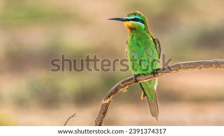 The blue-cheeked bee-eater (Merops persicus) is a near passerine bird in the bee-eater family, Meropidae.
It breeds in Northern Africa, and the Middle East from eastern Turkey to Kazakhstan and India.