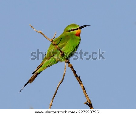 Blue-cheeked Bee-eater in Mkhuze Game Reserve
