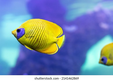 Bluecheeked Butterflyfish Swimming Blue Water Stock Photo 2141462869