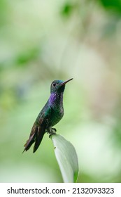 Blue-chested Hummingbird or Amazila amabilis standing on a branch over a green background, Soberiana National Park, Panama. Vertical view