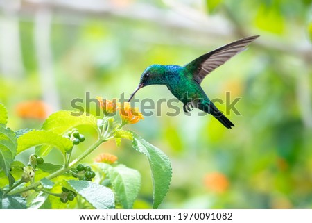 A Blue-chinned Sapphire hummingbird (Chlorestes notata) feeding on a wild Lantana flower. Tropical bird feeding. Hummingbird in flight.