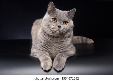 British Shorthair Images Stock Photos Vectors Shutterstock