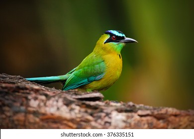 Blue-crowned Motmot, Momotus momota, portrait of nice green and yellow bird, wild nature with animal in the nature forest habitat, Nicaragua.