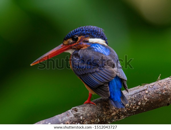 Blueeared Kingfisher Bird Shot Hulu Langat Stock Photo Edit Now 1512043727