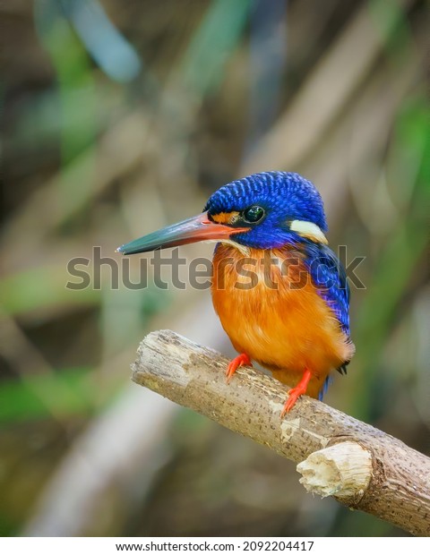 Blue-eared\
Kingfisher perching eye level on tree\
branch