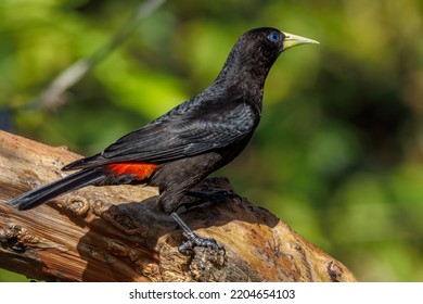 A Blue-eyed Black Bird Perched On A Tree Branch Curiously Inspec