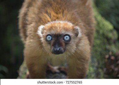 Blue-eyed Black Lemur