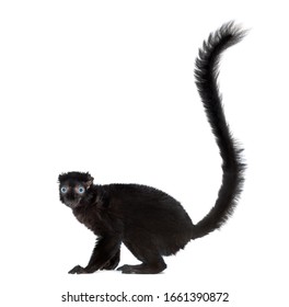 Blue-eyed Black Lemur, Isolated On White