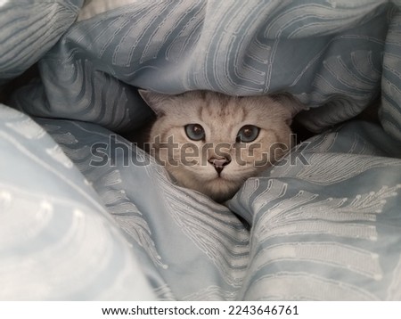 Blueeyed British Shorthair Cat Hiding in Blankets 
