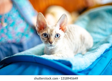 Blue-eyed Cat Breed German Rex