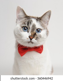 Blue-eyed Cat In A Red Bow Tie