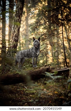 Blueeyed dog in austrias Forests
